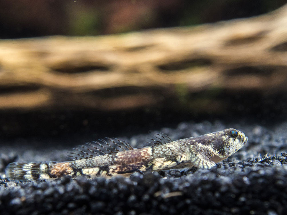 Taiwanese Dragon Micro Goby (Schismatogobius ampluvinculus)