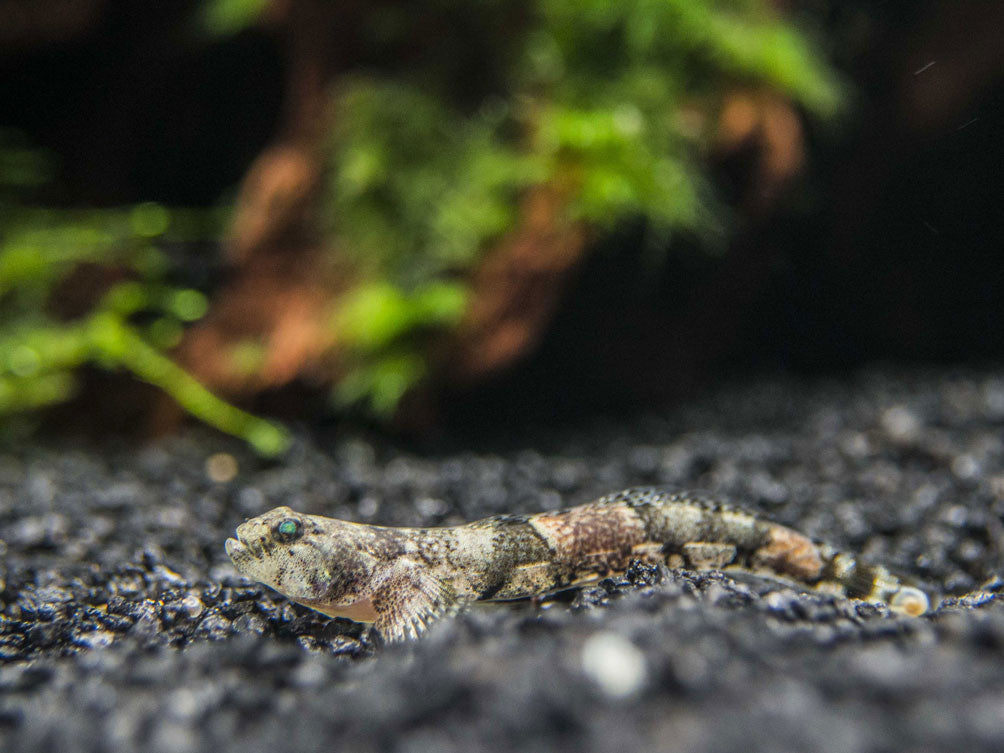 Taiwanese Dragon Micro Goby (Schismatogobius ampluvinculus)