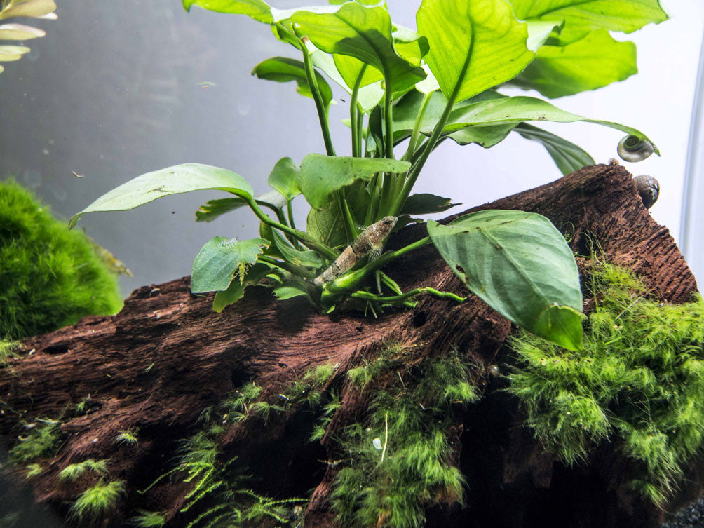 Taiwanese Dragon Micro Goby (Schismatogobius ampluvinculus)