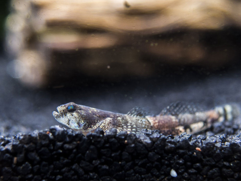 Taiwanese Dragon Micro Goby (Schismatogobius ampluvinculus)