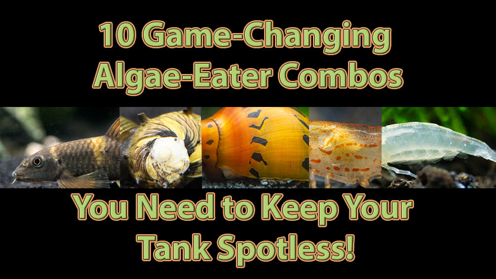 10 Best Algae-Eating Combos for Every Aquarium Setup
