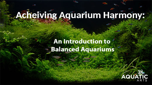 Achieving Aquarium Harmony: An introduction to Balanced Aquariums
