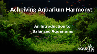 Achieving Aquarium Harmony: An introduction to Balanced Aquariums