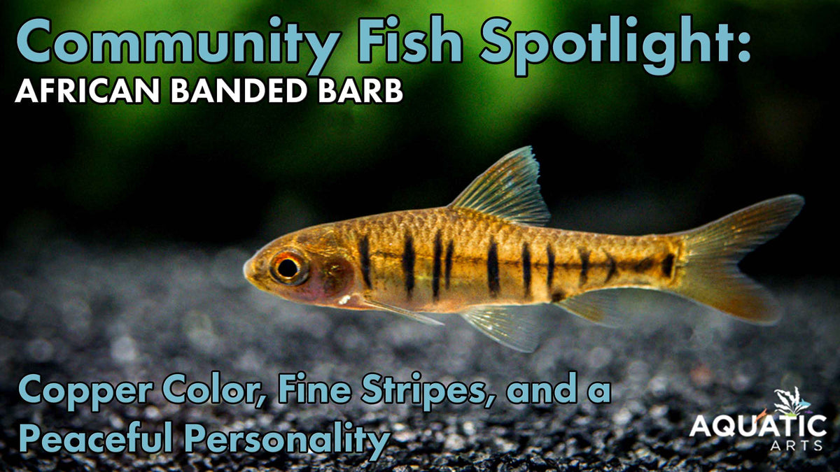 Community Fish Spotlight: African Banded Barbs