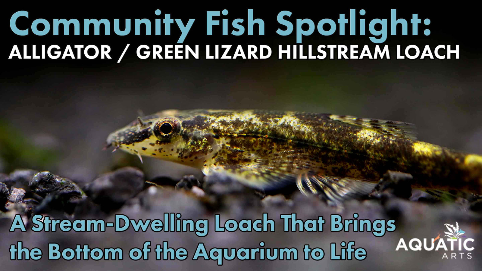 Community Fish Spotlight: Alligator AKA Green Lizard Hillstream Loach (Homalopteroides tweediei)