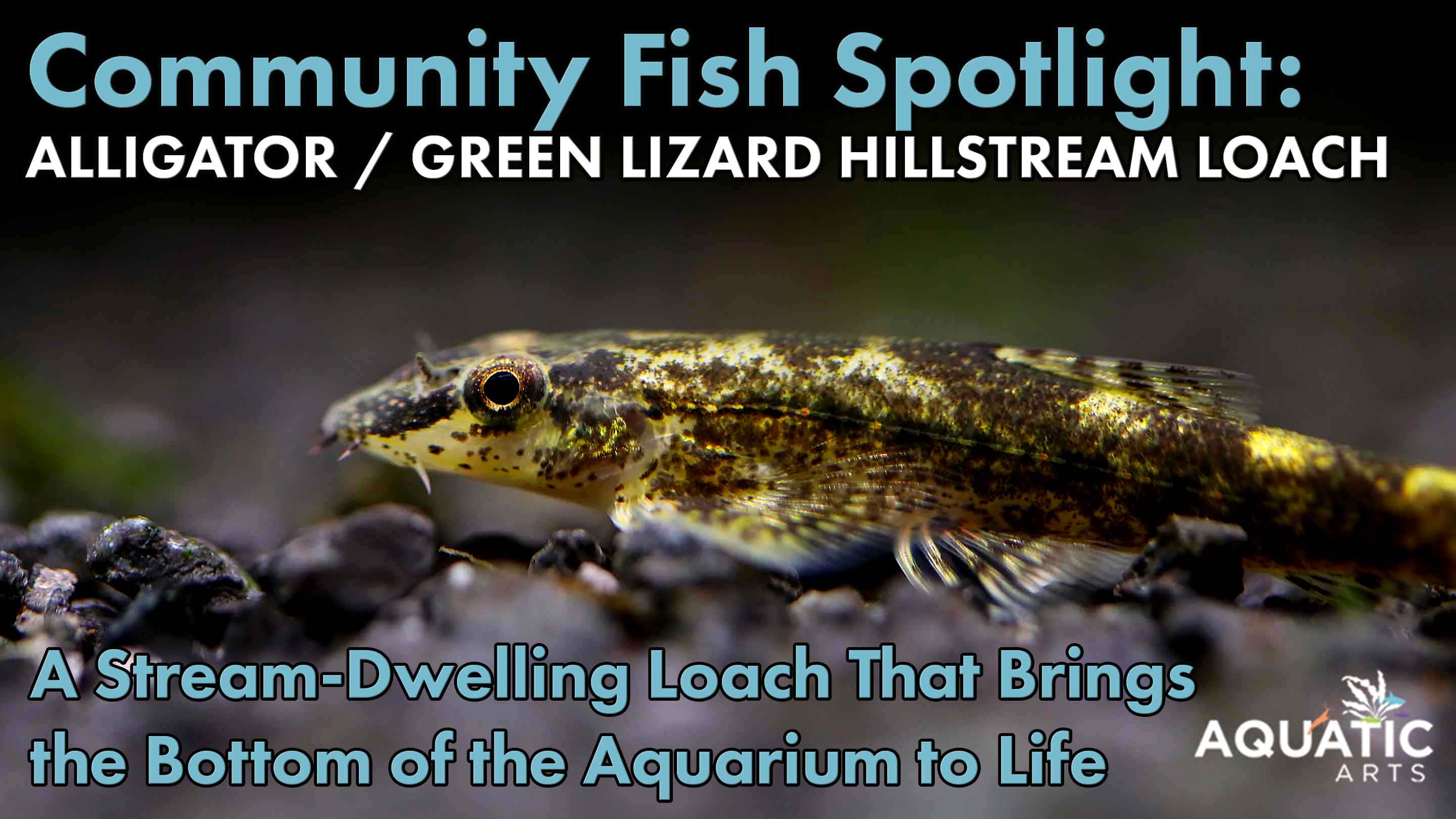 Community Fish Spotlight: Alligator AKA Green Lizard Hillstream Loach (Homalopteroides tweediei)