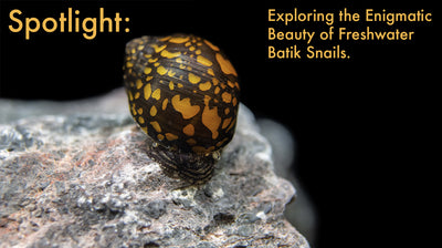 Snail Spotlight: Exploring the Enigmatic Beauty of Freshwater Batik Snails