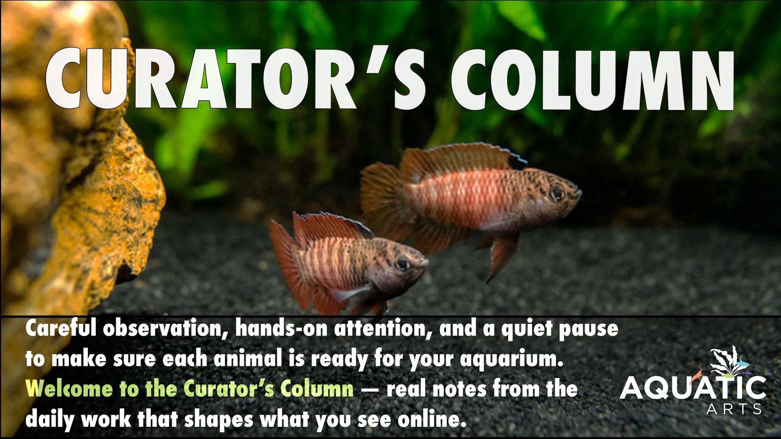 Curator’s Column