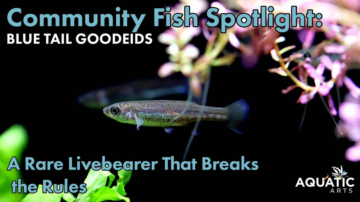 Community Fish Spotlight: Blue Tail Goodeid