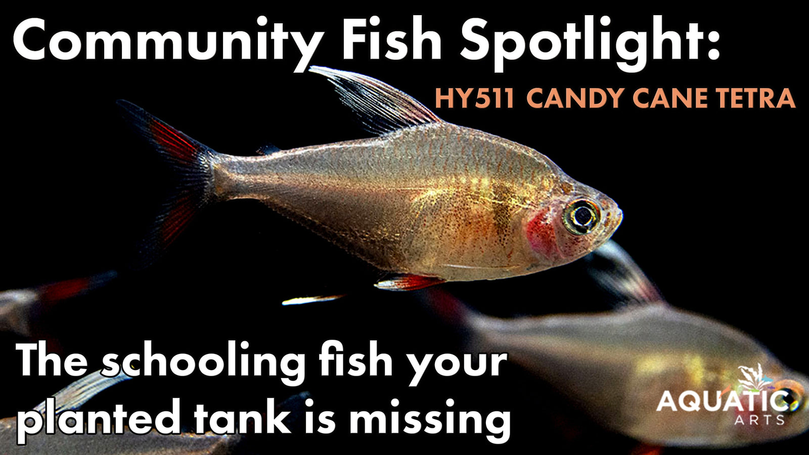 Community Fish Spotlight: HY511 Candy Cane Tetra