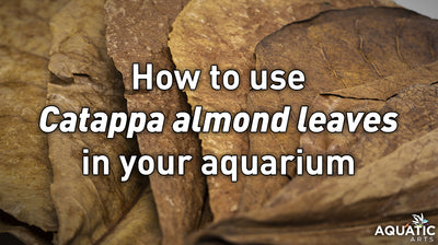 How to use Catappa almond leaves in your aquarium