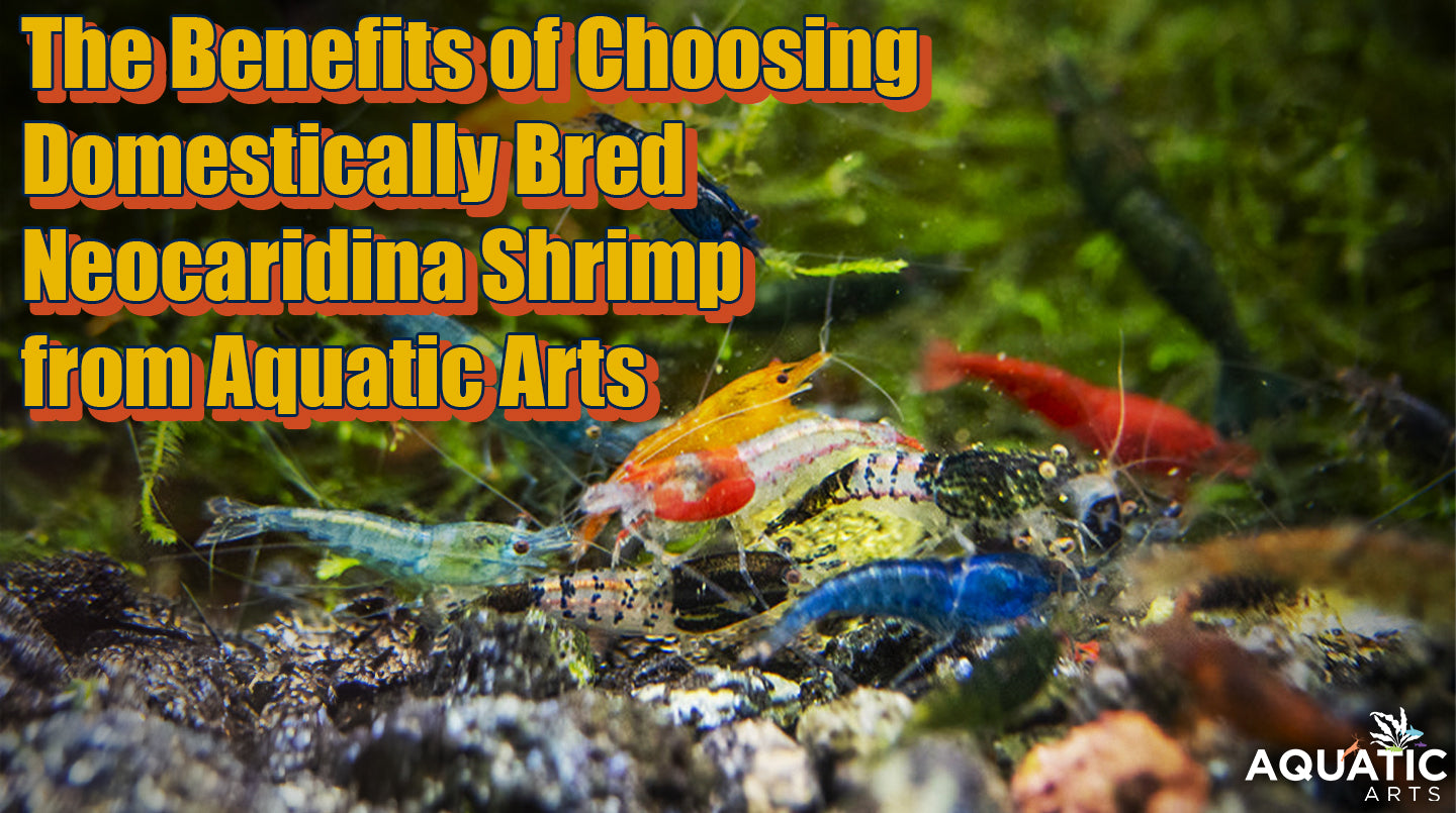 The Benefits of Choosing Domestically Bred Neocaridina Shrimp from Aquatic Arts