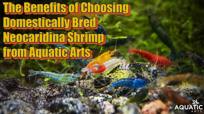 The Benefits of Choosing Domestically Bred Neocaridina Shrimp from Aquatic Arts