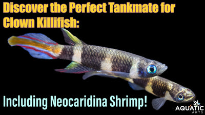 Explore the Ideal Companions for Your Clown Killifish, Including Neocaridina Shrimp!