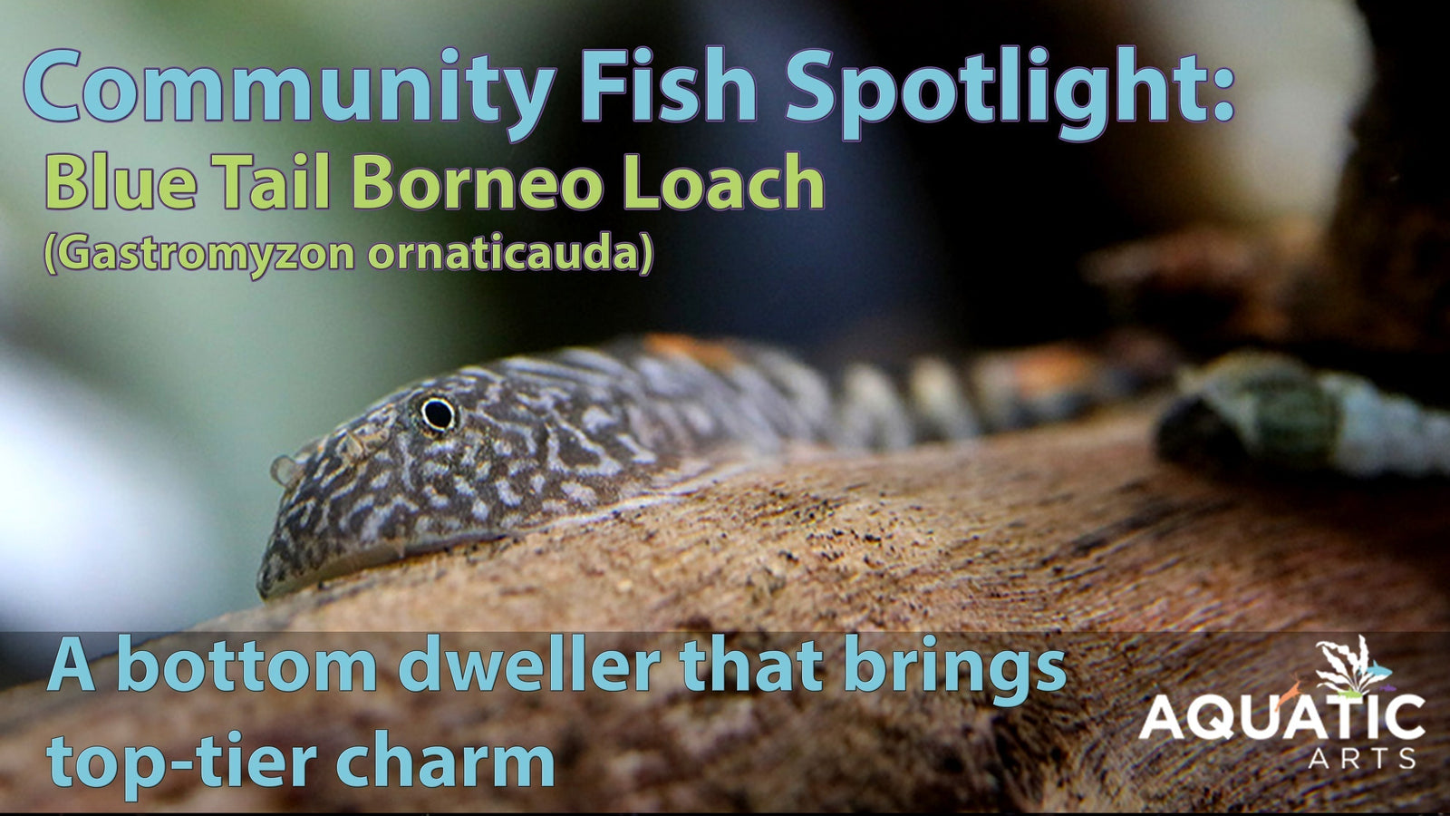 Community Fish Spotlight: Blue Tail Borneo Loach (Gastromyzon ornaticauda)