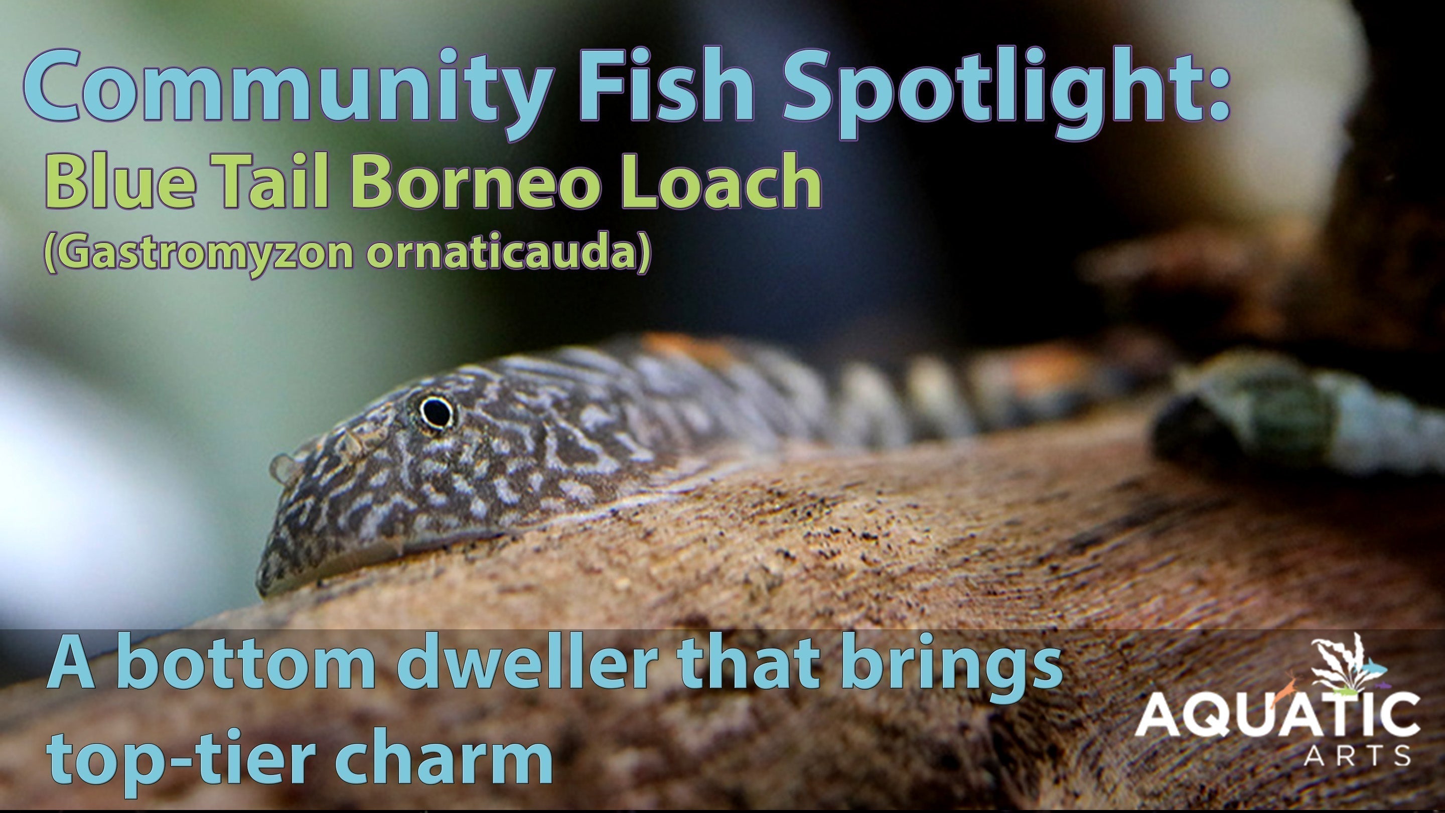 Community Fish Spotlight: Blue Tail Borneo Loach (Gastromyzon ornaticauda)