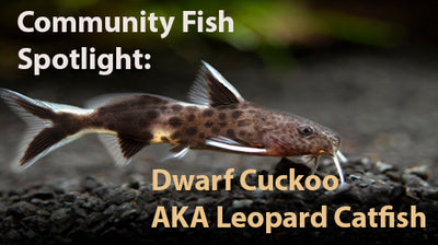 Community Fish Spotlight: Dwarf Cuckoo AKA Leopard Catfish (Synodontis petricola), Tank-Bred