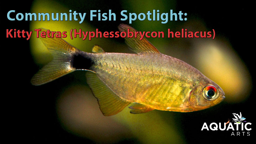 Community Fish Spotlight: Kitty Tetra (Hyphessobrycon heliacus), Tank ...