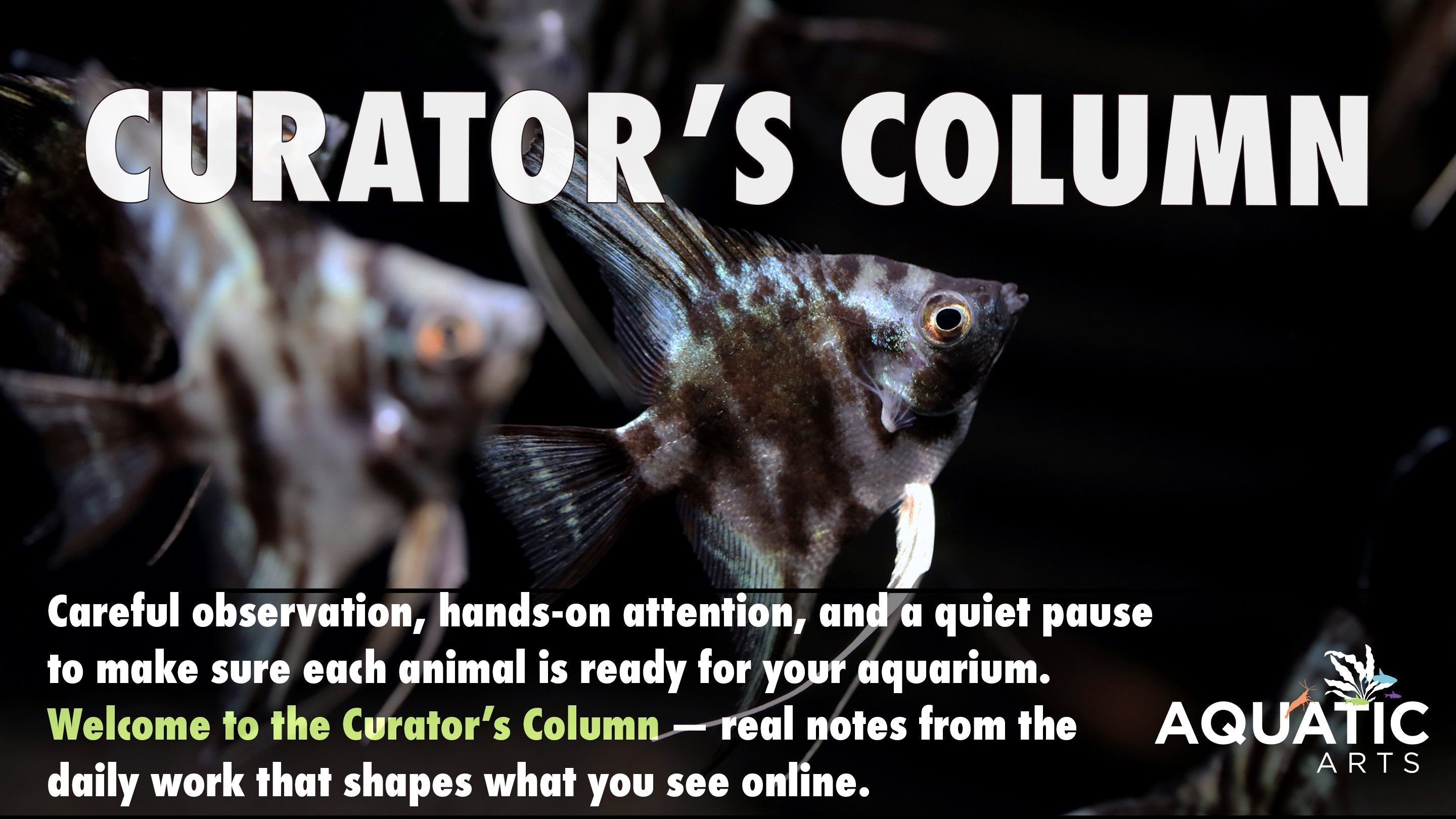 Curator’s Column