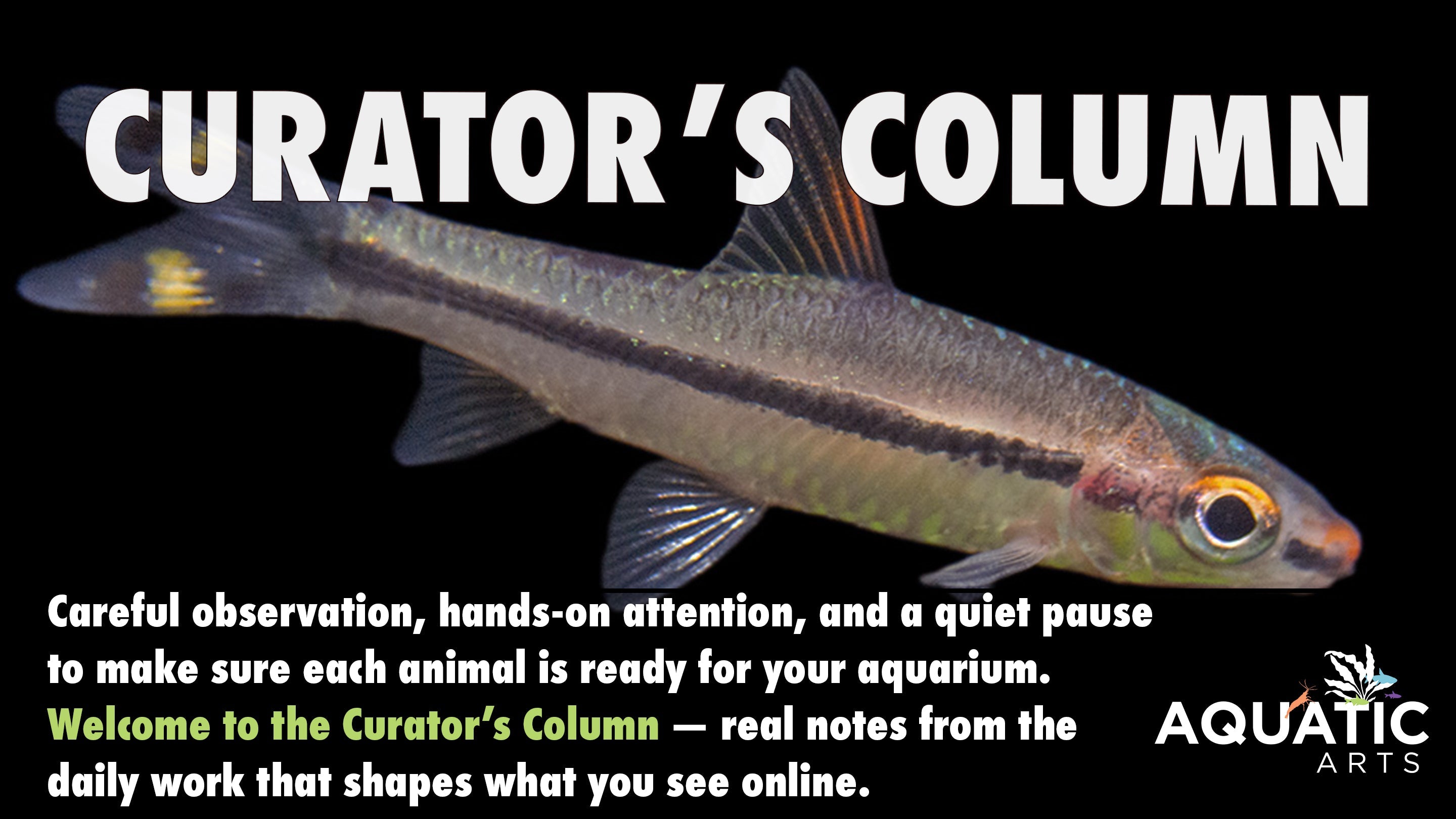 Curator’s Column