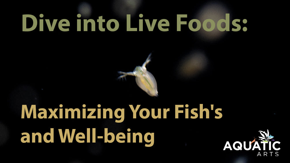 Dive into Live Foods: Maximizing Your Fish's Nutrition and Well-being