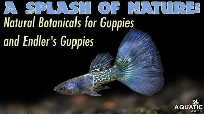 A Splash of Nature: Natural Botanicals for Guppies and Endler's Guppies