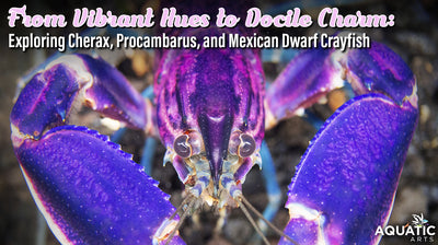 From Vibrant Hues to Docile Charm:  Exploring Cherax, Procambarus, and Mexican Dwarf Crayfish