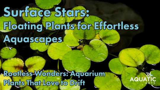 Floating Favorites: Aquarium Plants That Don’t Need Anchoring