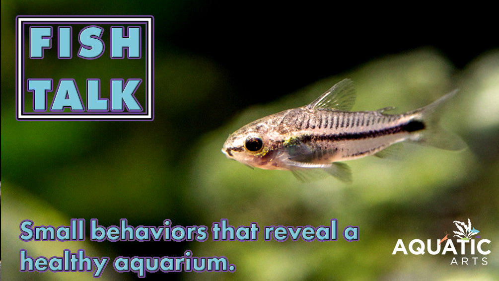 Fish Talk: The Corys That Break the Rules
