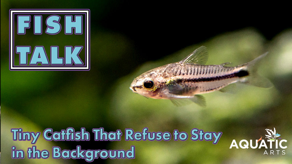 Fish Talk: The Corys That Break the Rules