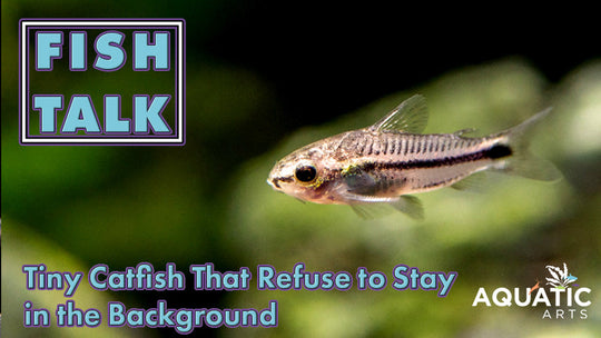 Fish Talk: The Corys That Break the Rules