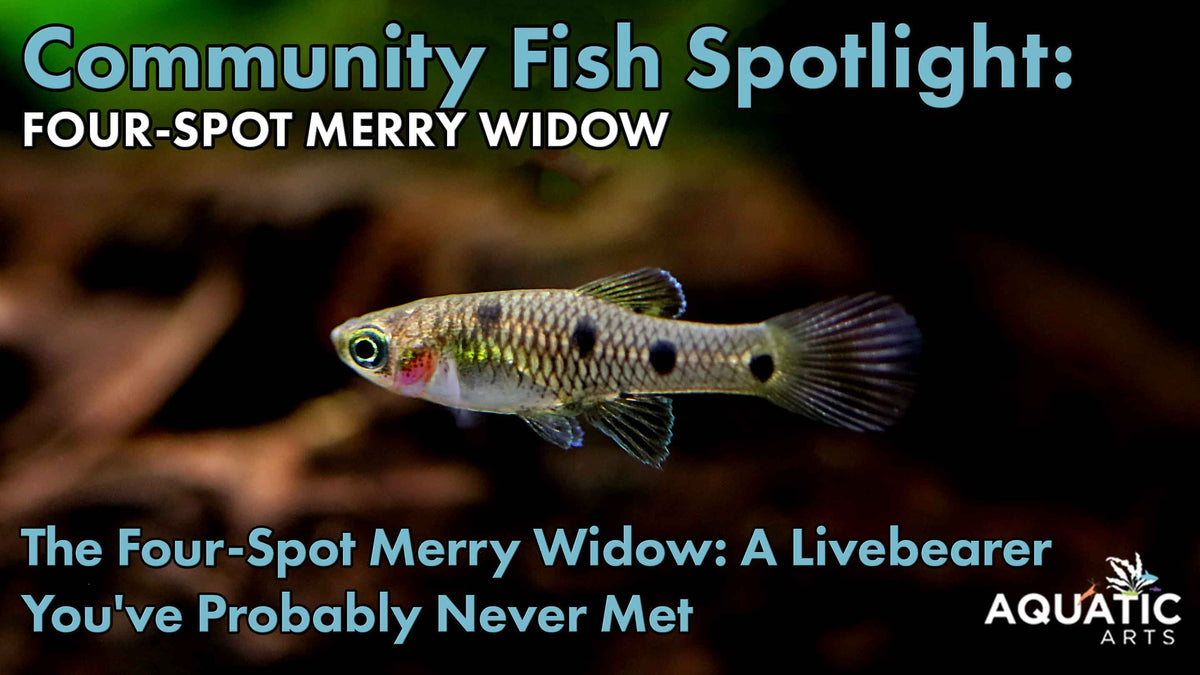 Community Fish Spotlight: Four-Spot Merry Widow
