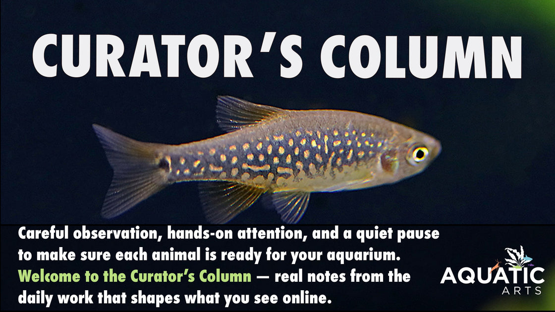 Curator’s Column – Aquatic Arts