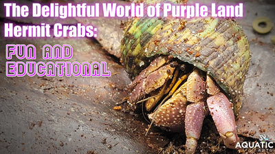 The Delightful World of Purple Land Hermit Crabs: Fun and Educational