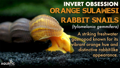 Our Invert Obsession: Orange Giant Sulawesi Rabbit Snail (Tylomelania gemmifera)