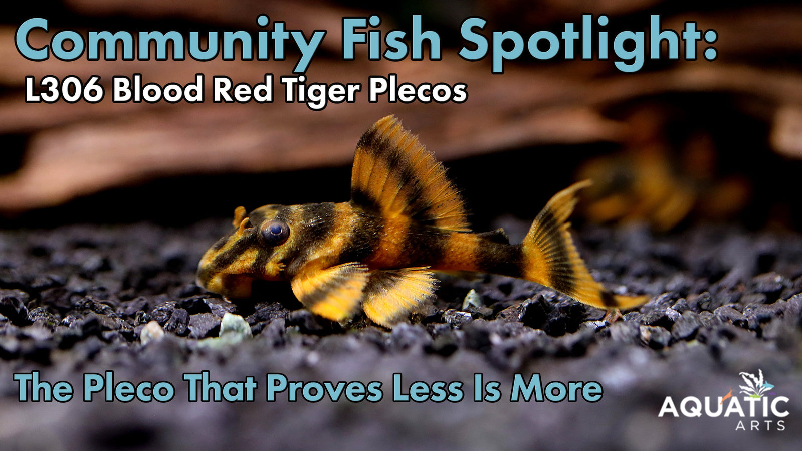 Community Fish Spotlight: L306 Blood Red Tiger Plecos