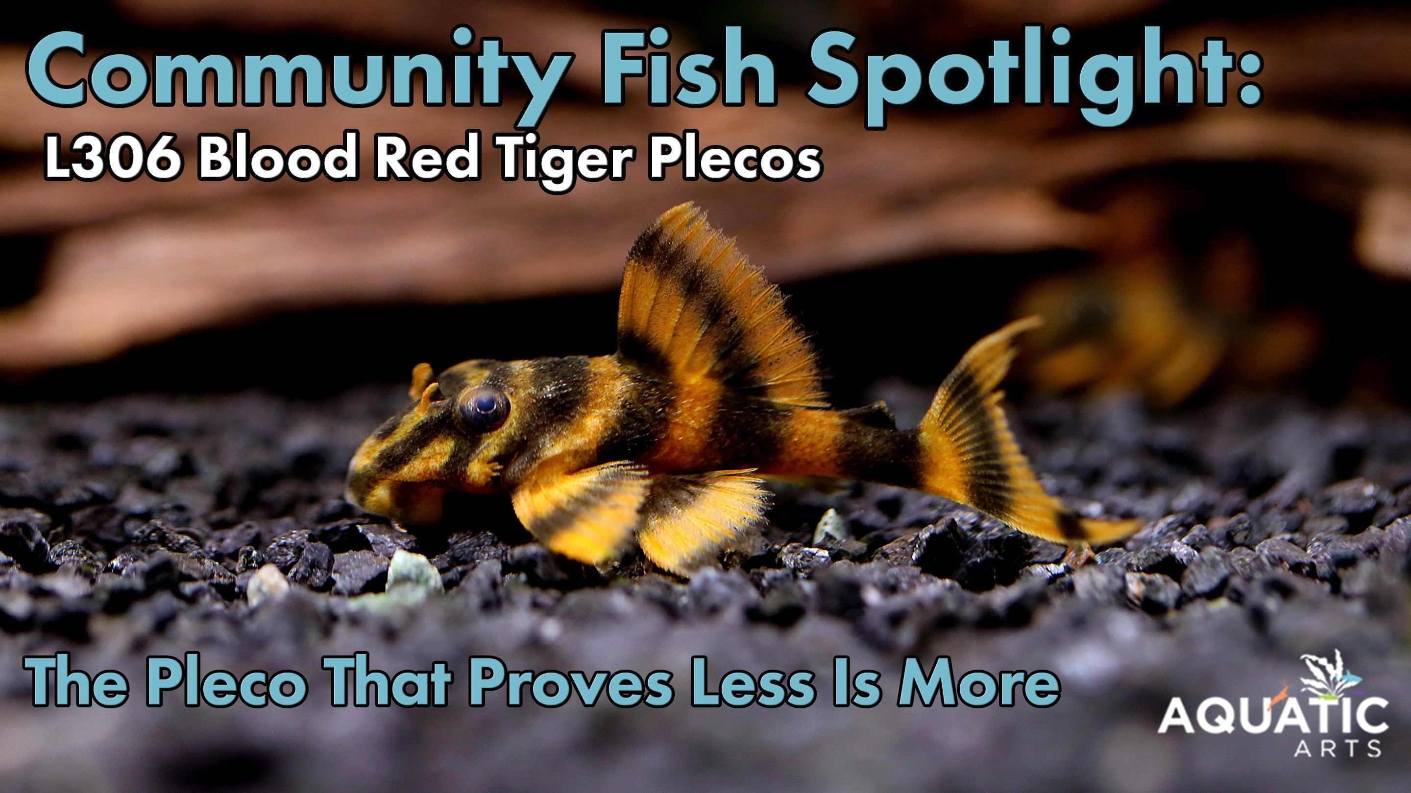 Community Fish Spotlight: L306 Blood Red Tiger Plecos