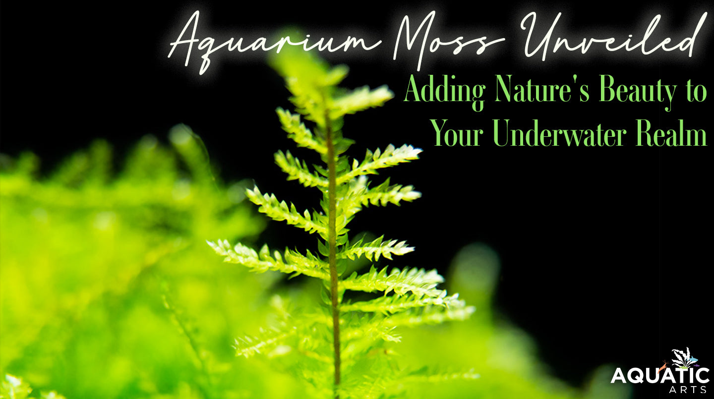 Aquarium Moss Unveiled: Adding Nature's Beauty to Your Underwater Realm