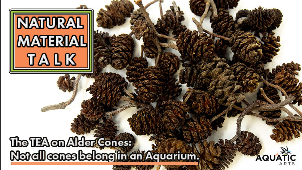 Natural Material Talk: The Tea on Alder Cones