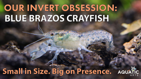 Our Invert Obsession: Blue Brazos Crayfish