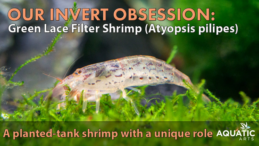 Our Invert Obsession: Green Lace Filter Shrimp (Atyopsis pilipes)