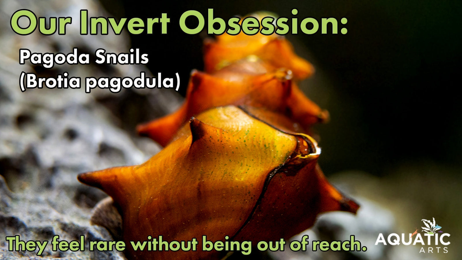 Our Invert Obsession: Pagoda Snails (Brotia pagodula) – Aquatic Arts