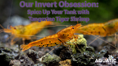 Our Invert Obsession: Spice Up Your Tank with Tangerine Tiger Shrimp