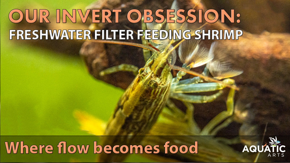 Our Invert Obsession: Freshwater Filter-Feeding Shrimp