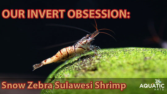 Our Invert Obsession: Snow Zebra Sulawesi Shrimp (Caridina caerulea) - Bred by Aquatic Arts