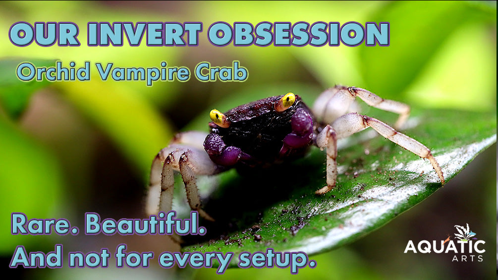 Our Invert Obsession: Orchid Vampire Crabs