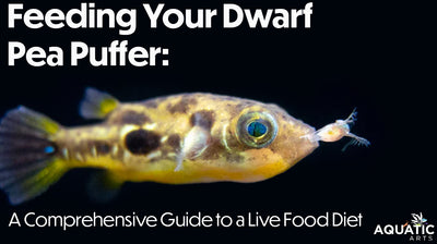 Feeding Your Dwarf Pea Puffer: A Comprehensive Guide to a Live Food Diet