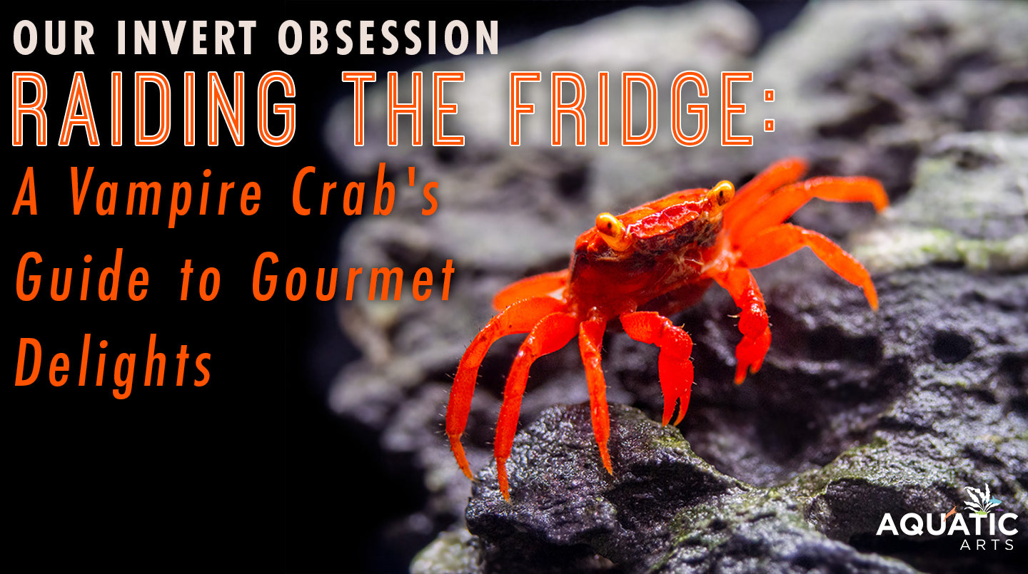 OUR INVERT OBSESSION: Raiding the Fridge: A Vampire Crab's Guide to Gourmet Delights