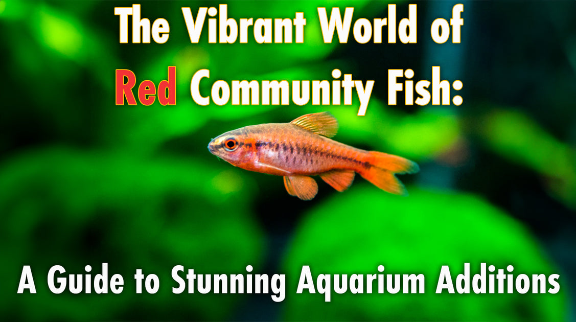 The Vibrant World of Red Community Fish: A Guide to Stunning Aquarium ...