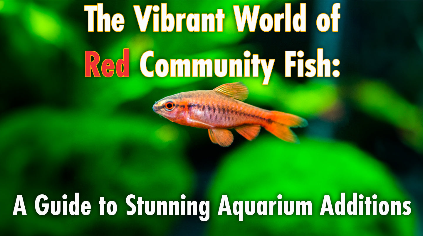 The Vibrant World of Red Community Fish: A Guide to Stunning